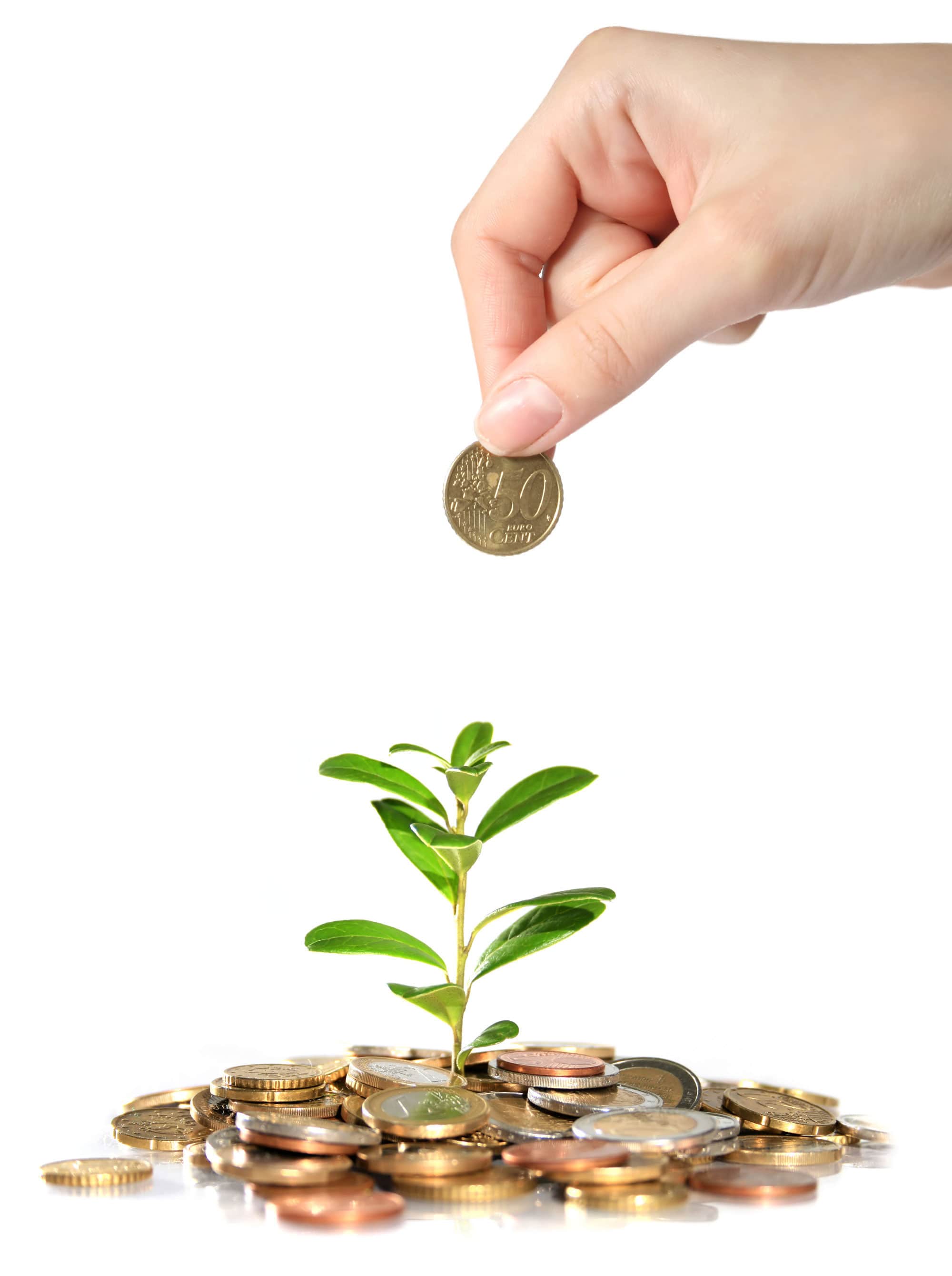 money-tree-large